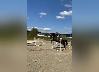 Mecklenburg Warmblood, Gelding, 8 years, 17 hh, Black