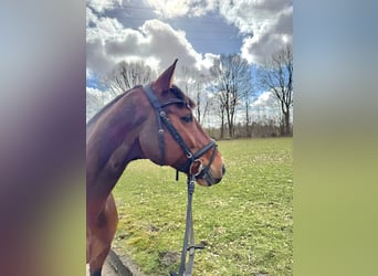 Mecklenburg Warmblood, Gelding, 9 years, 16.1 hh, Brown