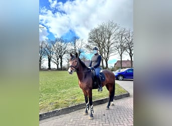 Mecklenburg Warmblood, Gelding, 9 years, 16.1 hh, Brown
