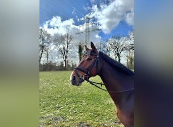 Mecklenburg Warmblood, Gelding, 9 years, 16.1 hh, Brown
