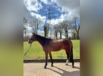 Mecklenburg Warmblood, Gelding, 9 years, 16.1 hh, Brown