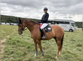Mecklenburg Warmblood, Gelding, 9 years, 16.1 hh, Chestnut-Red