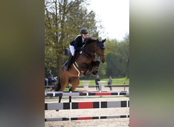 Mecklenburg Warmblood, Gelding, 9 years, 16,1 hh, Bay-Dark