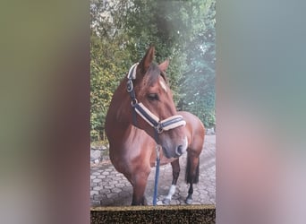 Mecklenburg Warmblood, Gelding, 9 years, 16,1 hh, Brown