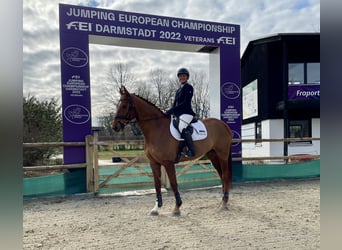 Mecklenburg Warmblood, Gelding, 9 years, 16,1 hh, Chestnut-Red