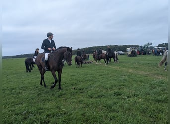 Mecklenburg Warmblood, Gelding, 9 years, 17.1 hh, Brown