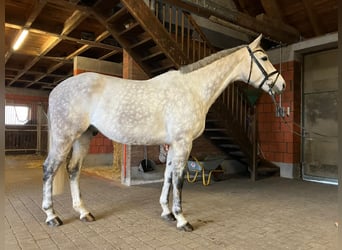 Mecklenburg Warmblood, Gelding, 9 years, 17,2 hh, Gray