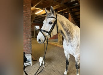 Mecklenburg Warmblood, Gelding, 9 years, 17,2 hh, Gray