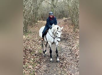 Mecklenburg Warmblood, Gelding, 9 years, 17,2 hh, Gray