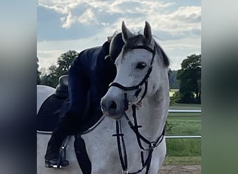 Mecklenburg Warmblood, Mare, 10 years, 15.3 hh, Grey