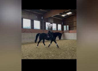 Mecklenburg Warmblood, Mare, 10 years, 16 hh, Black