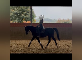 Mecklenburg Warmblood, Mare, 10 years, 16 hh, Black
