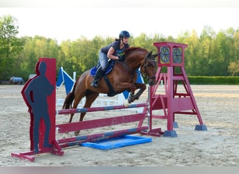 Mecklenburg Warmblood, Mare, 10 years, 16,1 hh, Chestnut-Red