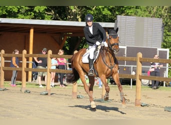 Mecklenburg Warmblood, Mare, 10 years, 16,1 hh, Chestnut-Red