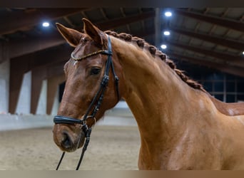 Mecklenburg Warmblood, Mare, 10 years, 16,1 hh, Chestnut-Red