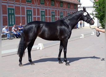 Mecklenburg Warmblood, Mare, 10 years, Smoky-Black