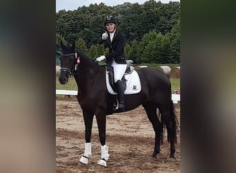 Mecklenburg Warmblood, Mare, 10 years, Smoky-Black