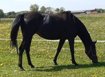 Mecklenburg Warmblood, Mare, 10 years, Smoky-Black
