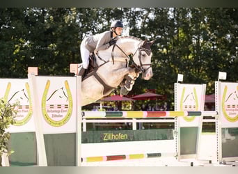 Mecklenburg Warmblood, Mare, 11 years, 16.1 hh, Grey