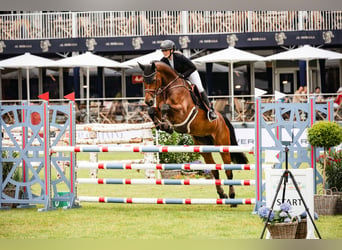 Mecklenburg Warmblood, Mare, 11 years, 16.3 hh, Brown