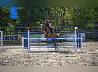 Mecklenburg Warmblood, Mare, 11 years, 16 hh, Brown-Light