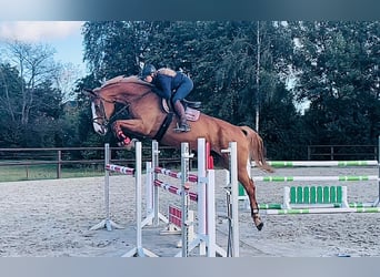 Mecklenburg Warmblood, Mare, 11 years, 17,1 hh, Chestnut-Red