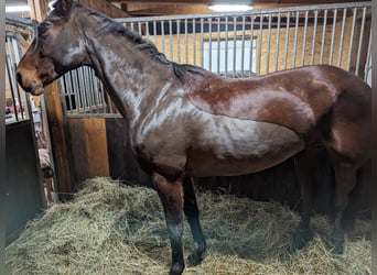 Mecklenburg Warmblood, Mare, 12 years, 16,2 hh, Brown