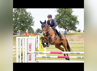 Mecklenburg Warmblood, Mare, 12 years, 16,2 hh, Brown