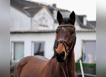 Mecklenburg Warmblood, Mare, 12 years, 16,2 hh, Brown