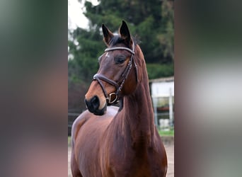 Mecklenburg Warmblood, Mare, 12 years, 16,2 hh, Brown