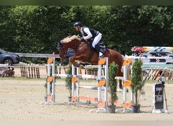 Mecklenburg Warmblood, Mare, 12 years, 16,1 hh, Chestnut-Red