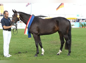 Mecklenburg Warmblood, Mare, 12 years, 16,1 hh, Smoky-Black