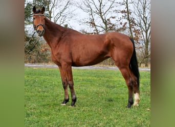 Mecklenburg Warmblood, Mare, 12 years, 17 hh, Brown