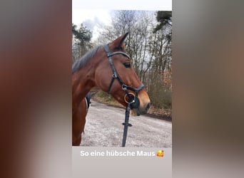 Mecklenburg Warmblood, Mare, 12 years, 17 hh, Brown