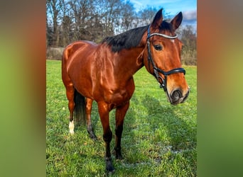 Mecklenburg Warmblood, Mare, 12 years, 17 hh, Brown