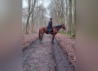 Mecklenburg Warmblood, Mare, 12 years, 17 hh, Brown