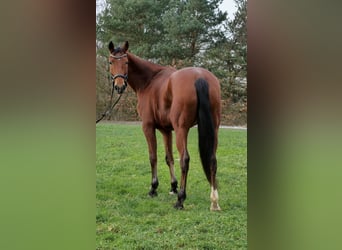 Mecklenburg Warmblood, Mare, 12 years, 17 hh, Brown