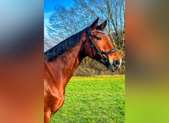 Mecklenburg Warmblood, Mare, 12 years, 17 hh, Brown