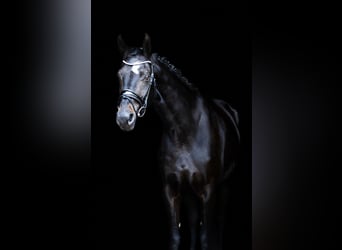 Mecklenburg Warmblood, Mare, 12 years, 17 hh, Smoky-Black