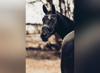 Mecklenburg Warmblood, Mare, 12 years, 17 hh, Smoky-Black