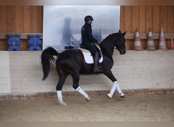 Mecklenburg Warmblood, Mare, 12 years, 17 hh, Smoky-Black