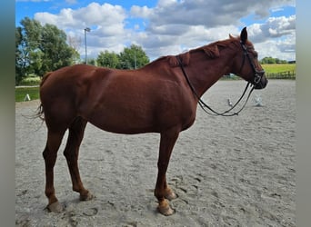 Mecklenburg Warmblood, Mare, 12 years, Chestnut-Red