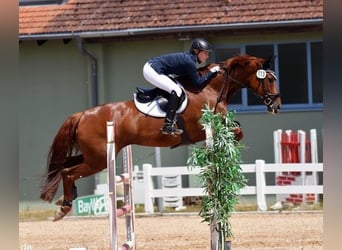 Mecklenburg Warmblood, Mare, 12 years, Chestnut-Red