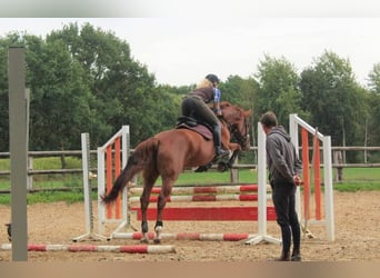 Mecklenburg Warmblood, Mare, 13 years, 16,2 hh, Chestnut-Red