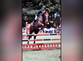 Mecklenburg Warmblood, Mare, 13 years, 16,2 hh, Chestnut-Red