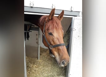 Mecklenburg Warmblood, Mare, 13 years, 16,2 hh, Chestnut-Red