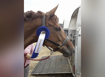 Mecklenburg Warmblood, Mare, 13 years, 16,2 hh, Chestnut-Red