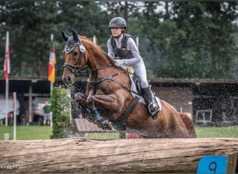 Mecklenburg Warmblood, Mare, 14 years, Chestnut-Red