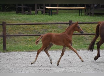 Mecklenburg Warmblood, Mare, 14 years, Chestnut-Red