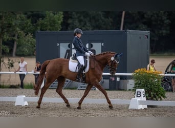 Mecklenburg Warmblood, Mare, 14 years, Chestnut-Red